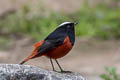 White-capped Redstart Phoenicurus leucocephalus (White-capped River Chat)