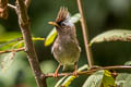 White-collared Yuhina Parayuhina diademata ampelina