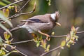 White-collared Yuhina Parayuhina diademata ampelina