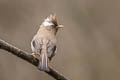 White-collared Yuhina Parayuhina diademata ampelina