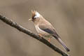 White-collared Yuhina Parayuhina diademata ampelina