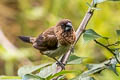 White-rumped Munia Lonchura striata swinhoei