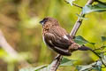 White-rumped Munia Lonchura striata swinhoei