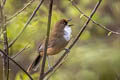 White-throated Laughingthrush Pterorhinus albogularis eous