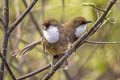 White-throated Laughingthrush Pterorhinus albogularis eous