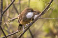 White-throated Laughingthrush Pterorhinus albogularis eous