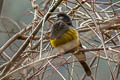 White-winged Grosbeak Mycerobas carnipes carnipes