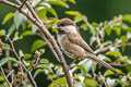 Willow Tit Poecile montanus songarus (Songar Tit)