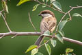 Willow Tit Poecile montanus songarus (Songar Tit)