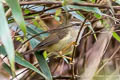 Yellow-bellied Bush Warbler Horornis acanthizoides acanthizoides