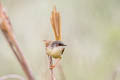 Yellow-bellied Prinia Prinia flaviventris sonitans