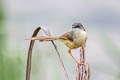 Yellow-bellied Prinia Prinia flaviventris sonitans