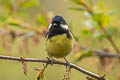 Yellow-bellied Tit Periparus venustulus