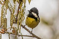 Yellow-bellied Tit Periparus venustulus