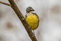 Yellow-bellied Tit Periparus venustulus