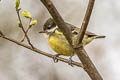 Yellow-bellied Tit Periparus venustulus