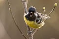 Yellow-bellied Tit Periparus venustulus