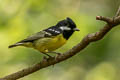 Yellow-bellied Tit Periparus venustulus