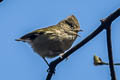 Yellow-browed Tit Sylviparus modestus modestus