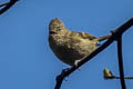 Yellow-browed Tit Sylviparus modestus modestus