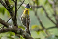 Yellow-cheeked Tit Machlolophus spilonotus rex