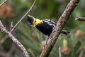 Yellow-cheeked Tit Machlolophus spilonotus rex