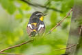 Yellow-rumped Flycatcher Ficedula zanthopygia (Korean Flycatcher, Tricoloured Flycatcher)