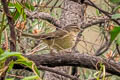 Yellow-streaked Warbler Phylloscopus armandii armandii