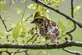 Yellow-throated Bunting Emberiza elegans elegantula (Elegent Bunting)