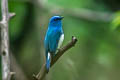 Zappey's Flycatcher Cyanoptila cumatilis