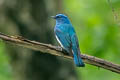 Zappey's Flycatcher Cyanoptila cumatilis