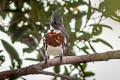 Amazon Kingfisher Chloroceryle amazona