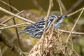 Amazonian Streaked Antwren Myrmotherula multostriata