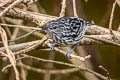 Amazonian Streaked Antwren Myrmotherula multostriata