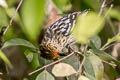 Amazonian Streaked Antwren Myrmotherula multostriata