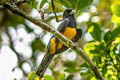 Amazonian Trogon Trogon ramonianus ramonianus