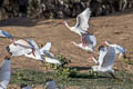 American White Ibis Eudocimus albus ramobustorum