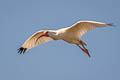 American White Ibis Eudocimus albus ramobustorum