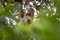 Andean Pygmy Owl Glaucidium jardinii