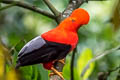 Andean Cock-of-the-rock Rupicola peruvianus sanguinolentus