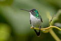 Andean Emerald Uranomitra franciae franciae