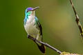 Andean Emerald Uranomitra franciae franciae