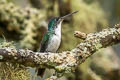 Andean Emerald Uranomitra franciae franciae