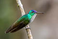 Andean Emerald Uranomitra franciae franciae