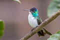 Andean Emerald Uranomitra franciae franciae