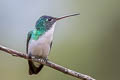 Andean Emerald Uranomitra franciae franciae