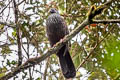 Andean Guan Penelope montagnii montagnii 