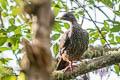 Andean Guan Penelope montagnii montagnii 