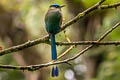 Whooping Motmot Momotus subrufescens subrufescens