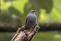 Andean Solitaire Myadestes ralloides candelae